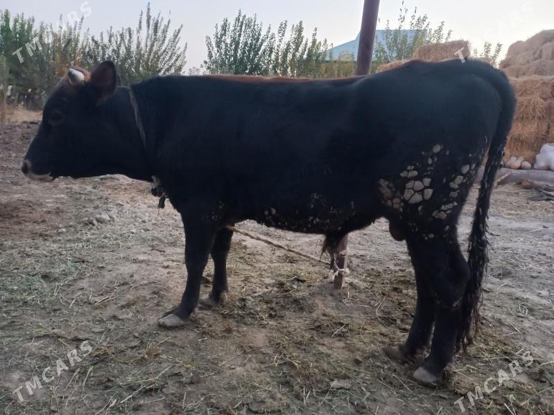 Okuz - Яшлык - img 3