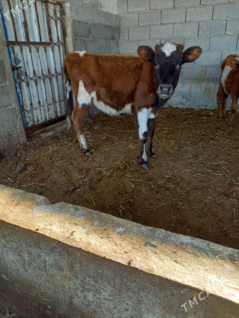 tuwe - Гёкдепе - img 1