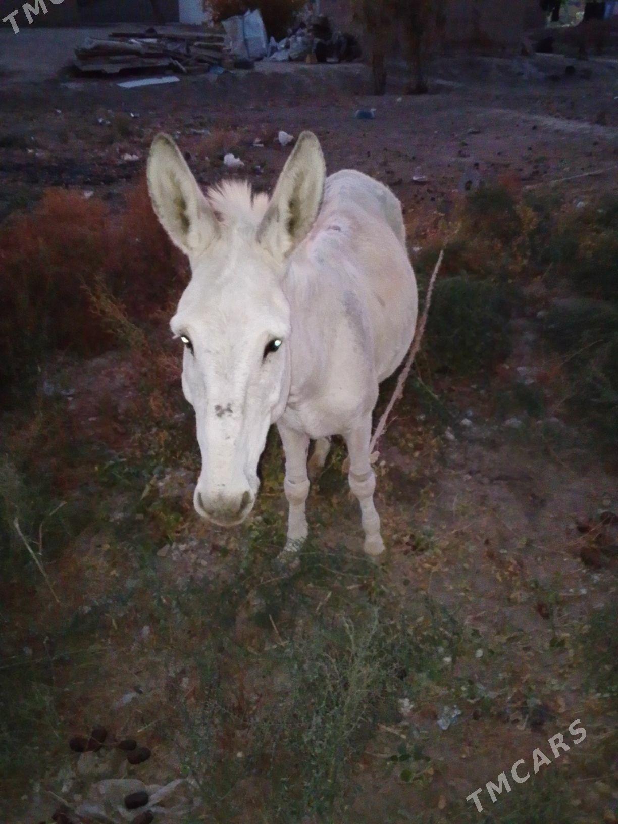 esek arba - Baýramaly - img 6