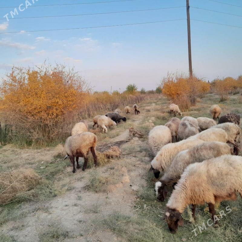 Goyun bogaz - Magtymguly - img 3