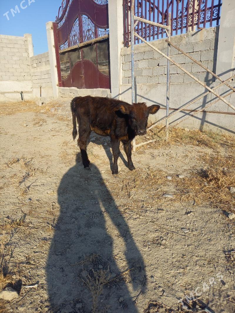 tuwe - Гёкдепе - img 2