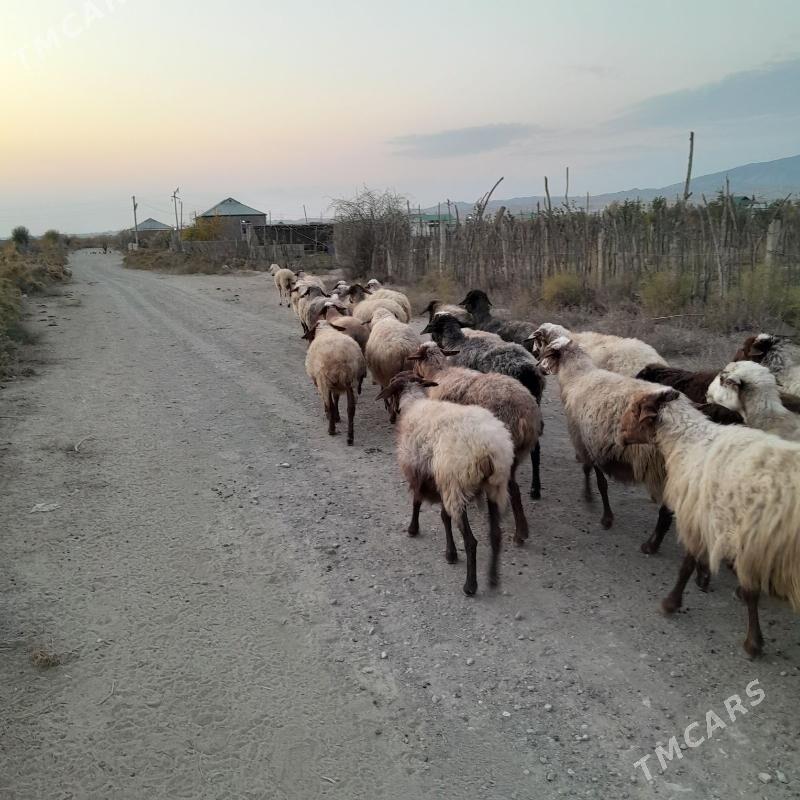 Goyun bogaz - Magtymguly - img 2