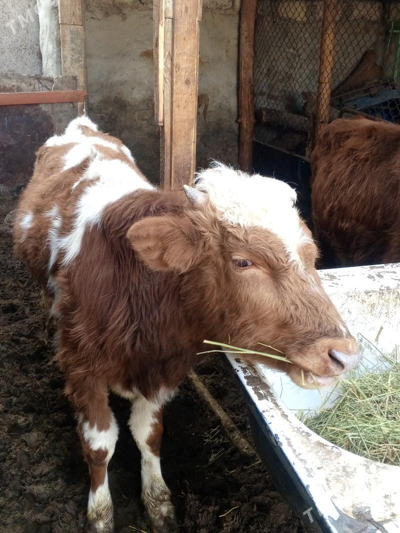 Okuz - Aşgabat - img 3