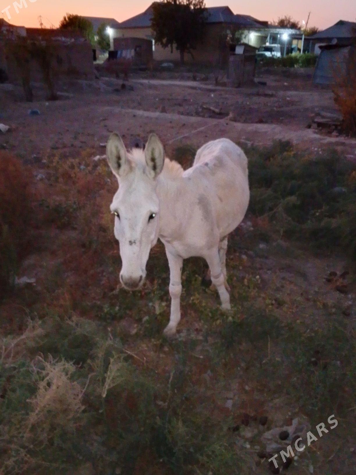 esek arba - Baýramaly - img 7