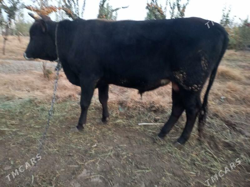 siwes okuz - Ýaşlyk - img 4