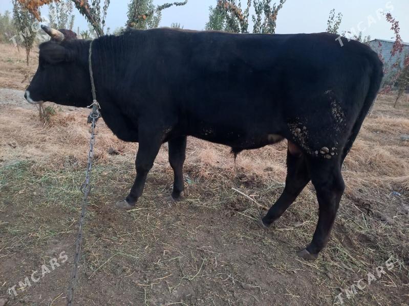 siwes okuz - Ýaşlyk - img 1