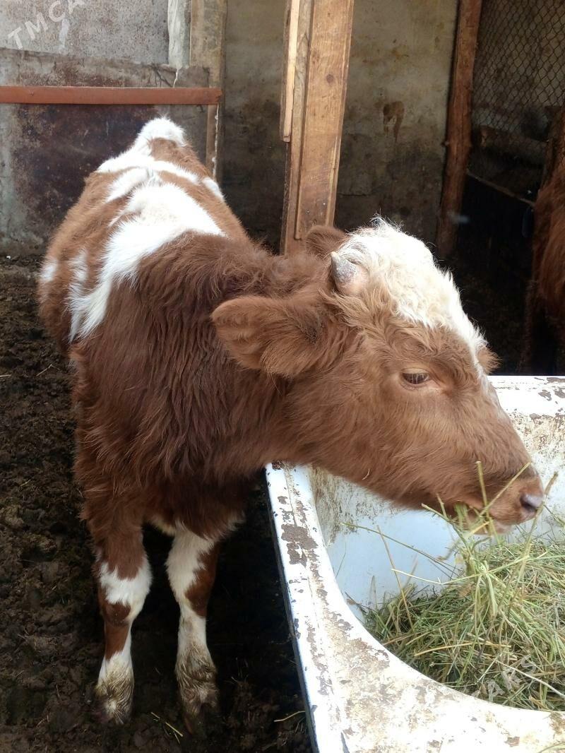 Okuz - Aşgabat - img 2