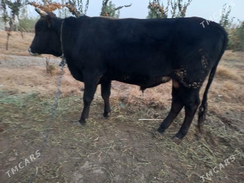 siwes okuz - Ýaşlyk - img 3