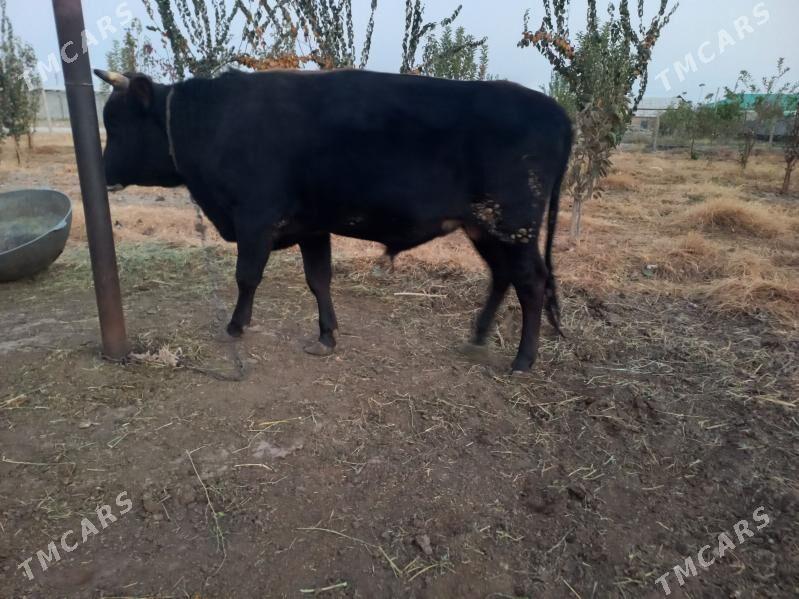 siwes okuz - Ýaşlyk - img 2