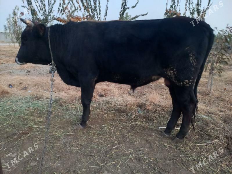 siwes okuz - Ýaşlyk - img 6