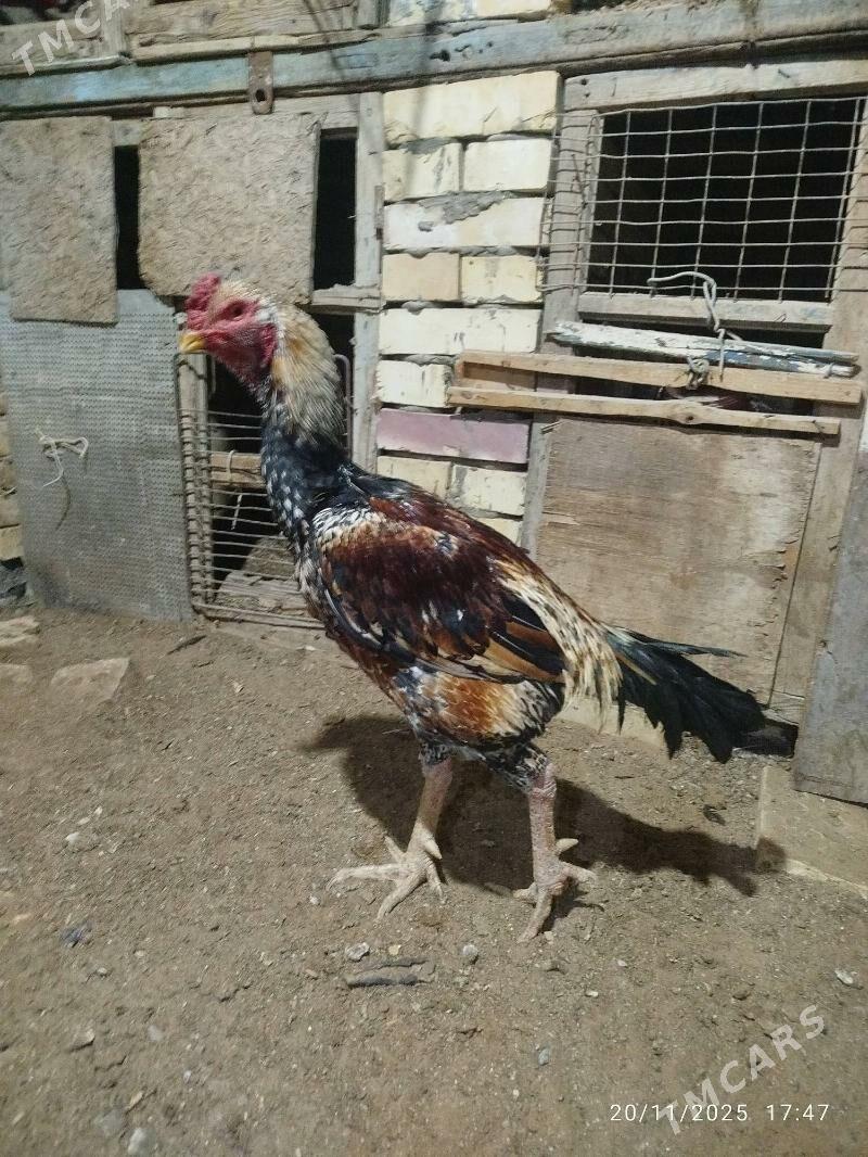 horaz - Mary - img 2