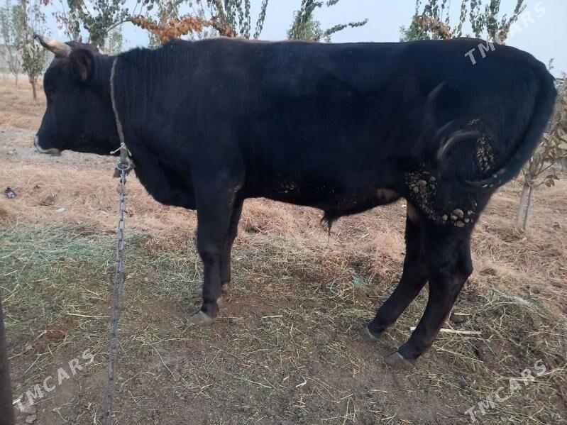 siwes okuz - Ýaşlyk - img 5