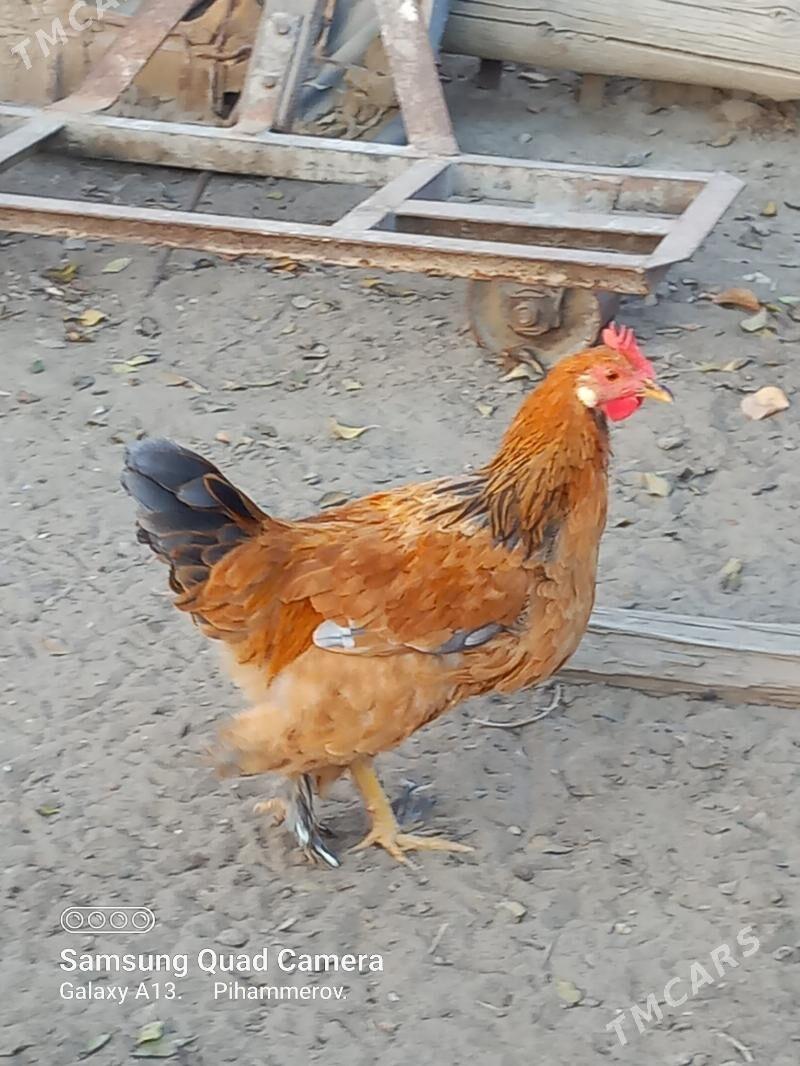 Juje horaz - Bereket - img 2