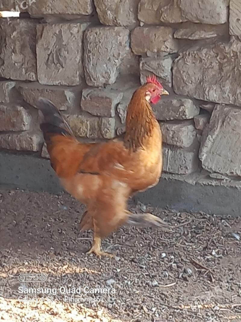 Juje horaz - Bereket - img 3