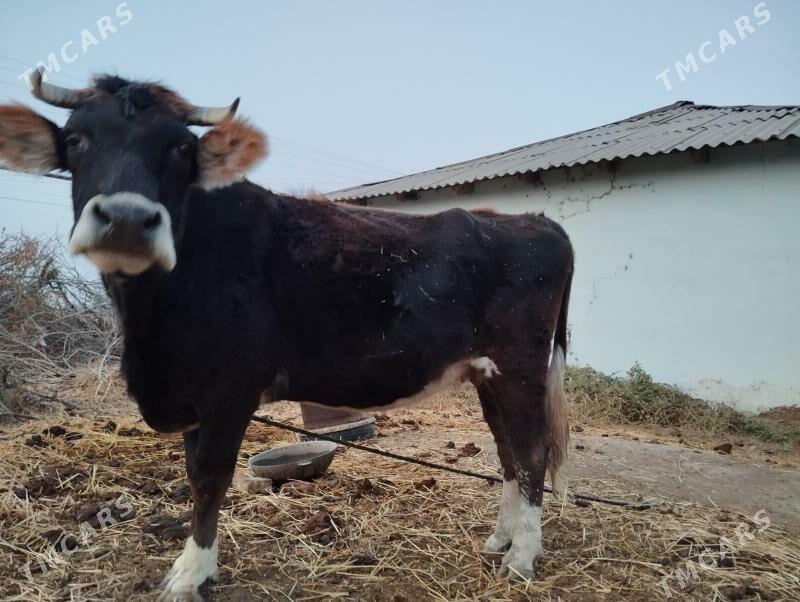 Sygyr.  Tuwe - Kaka - img 3