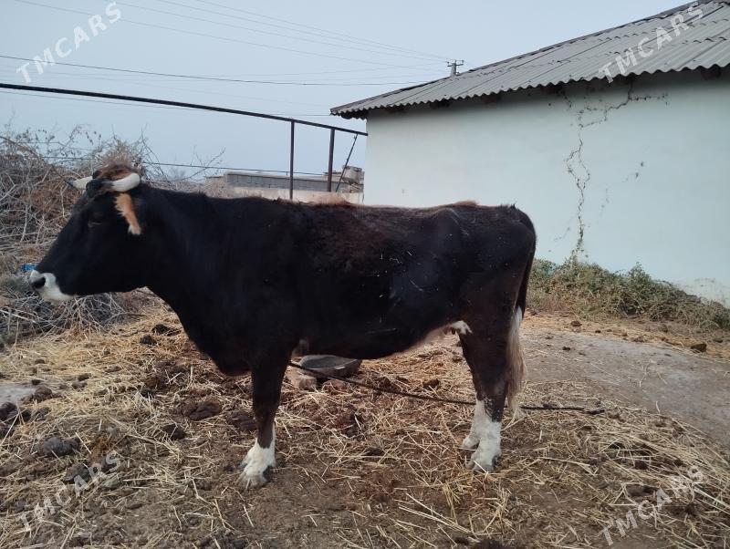 Sygyr.  Tuwe - Kaka - img 5