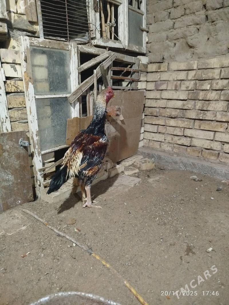 horaz - Mary - img 4