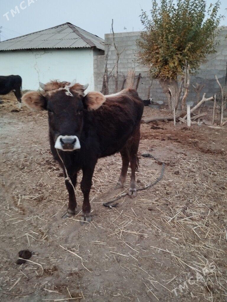 Sygyr.  Tuwe - Kaka - img 8