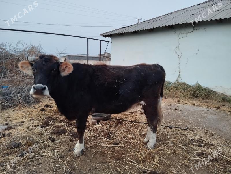 Sygyr.  Tuwe - Kaka - img 6