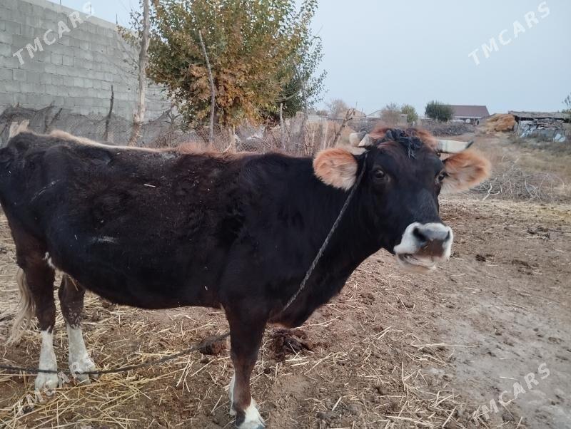 Sygyr. Tuwe - Kaka - img 1