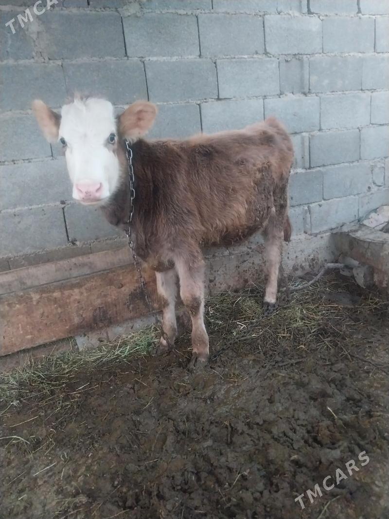 okuzler - Бахарден - img 1