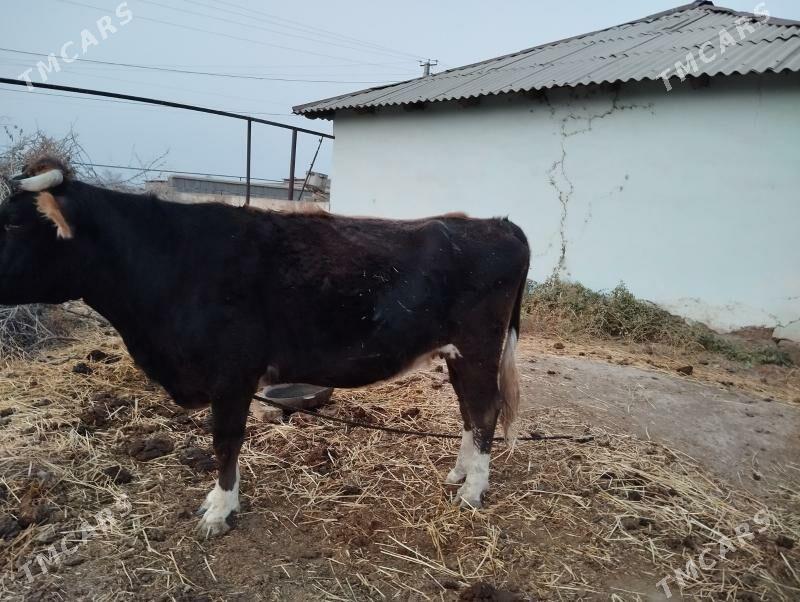 Sygyr.  Tuwe - Kaka - img 4