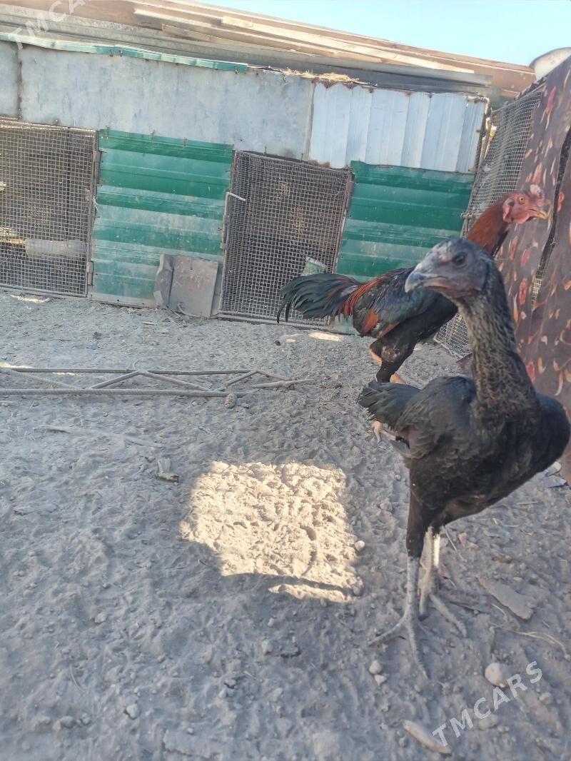 horas tovuk - Türkmenabat - img 3