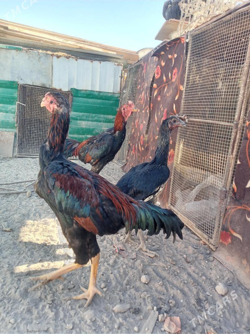 horas tovuk - Türkmenabat - img 2