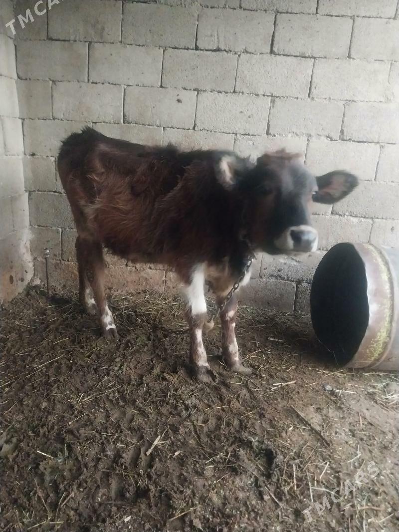 okuzler - Бахарден - img 3