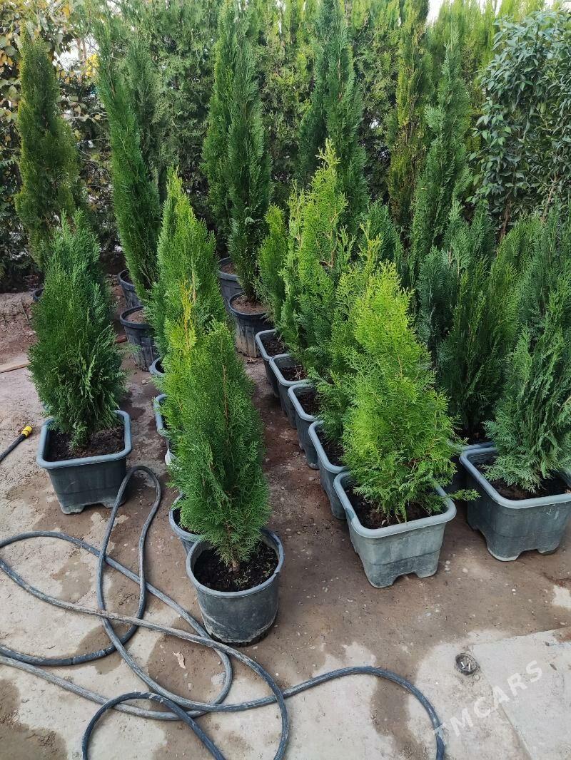 Tuya Yolka Ёлка - Aşgabat - img 2