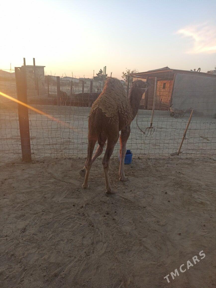 duye torumly - Эсенгулы - img 4