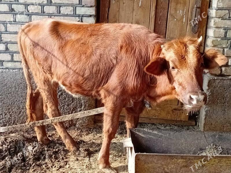 GULAJYN - Мары - img 1