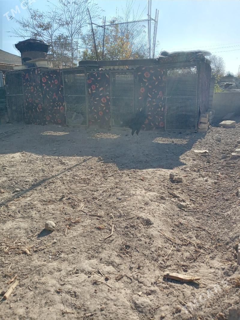 horas tovuk - Türkmenabat - img 5