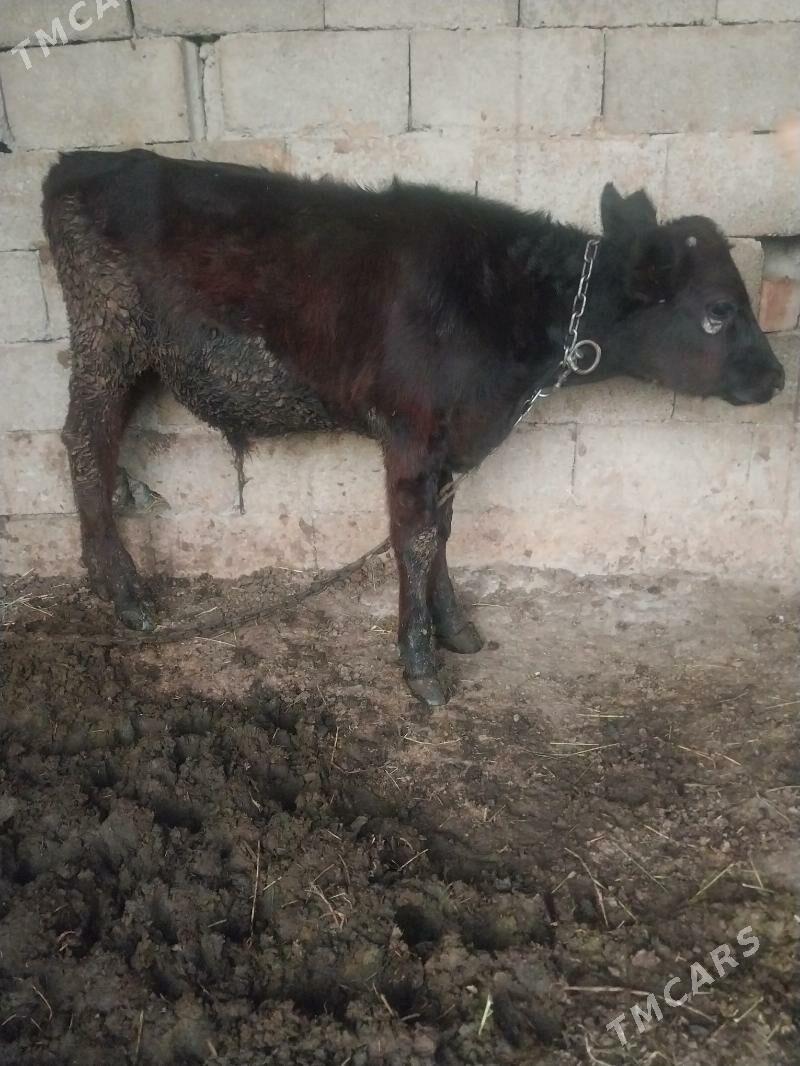 okuzler - Бахарден - img 2