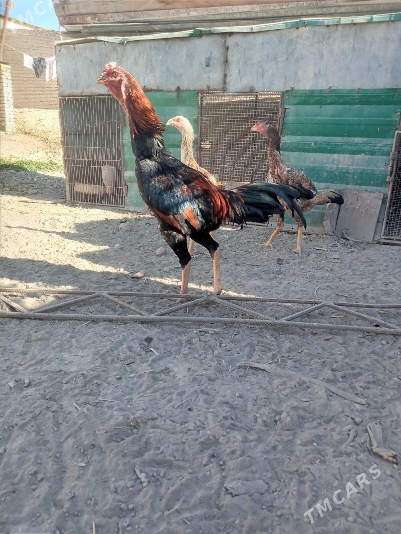 horas tovuk - Türkmenabat - img 1