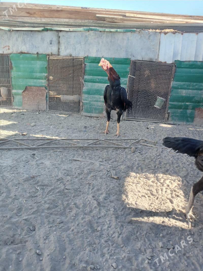 horas tovuk - Türkmenabat - img 4