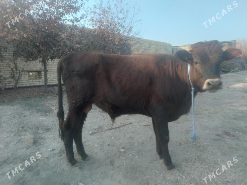 baklyk öküz - Çärjew - img 2