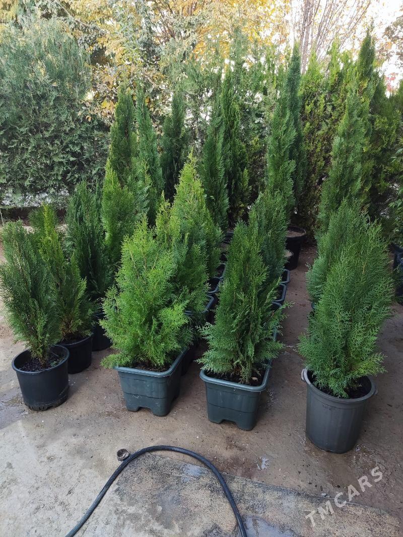 Tuya Yolka Ёлка - Aşgabat - img 1