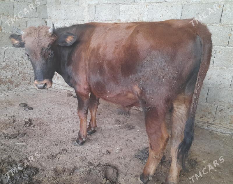 .ÖKIZ - Багир - img 2