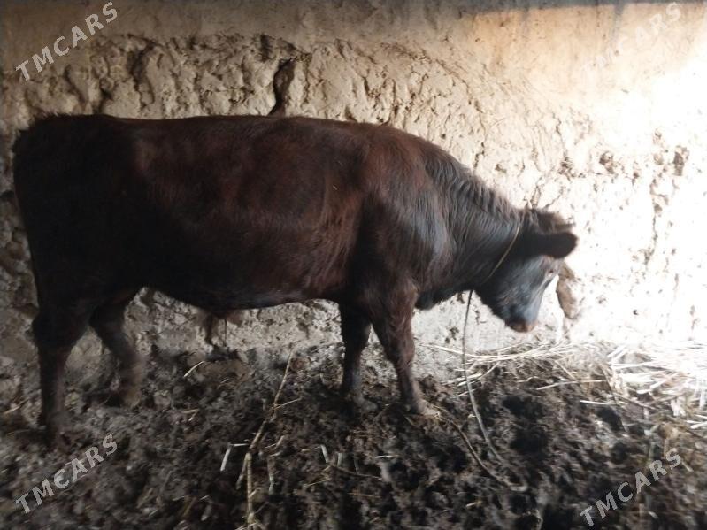 Öküz - етр. Туркменбаши - img 2