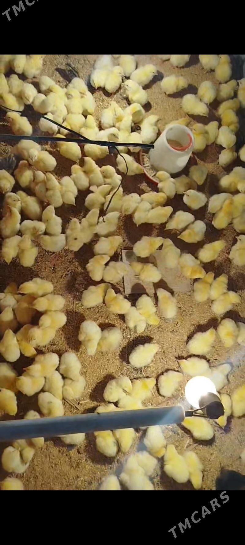 juje broyler daminat - Herrikgala - img 2