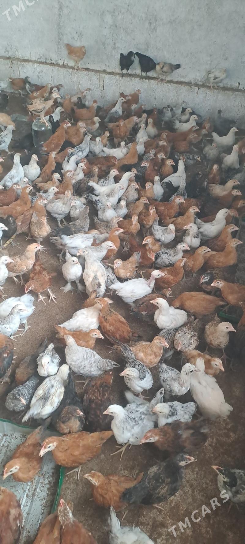 Towuk juje - Бабадайхан - img 1