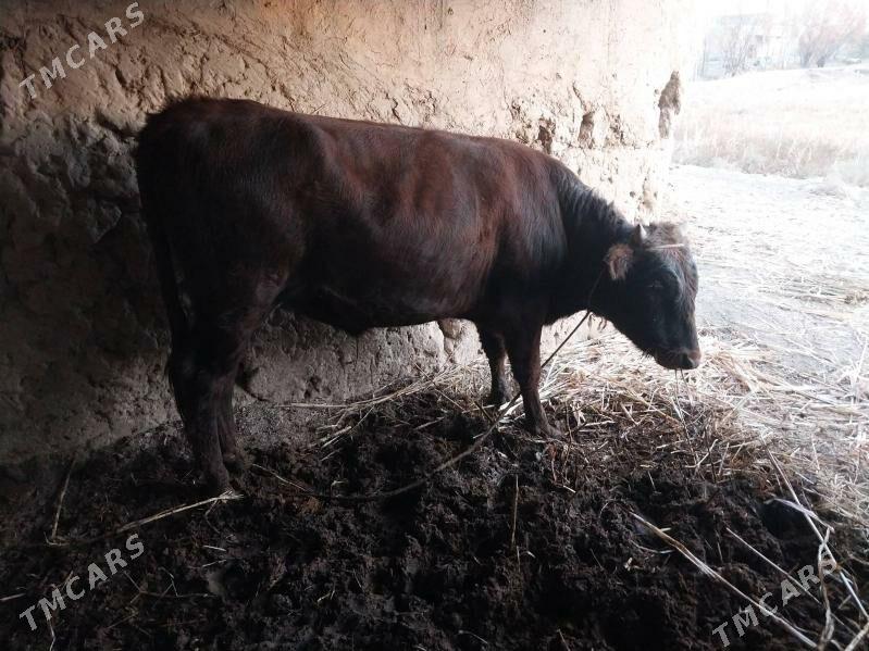 Öküz - етр. Туркменбаши - img 3