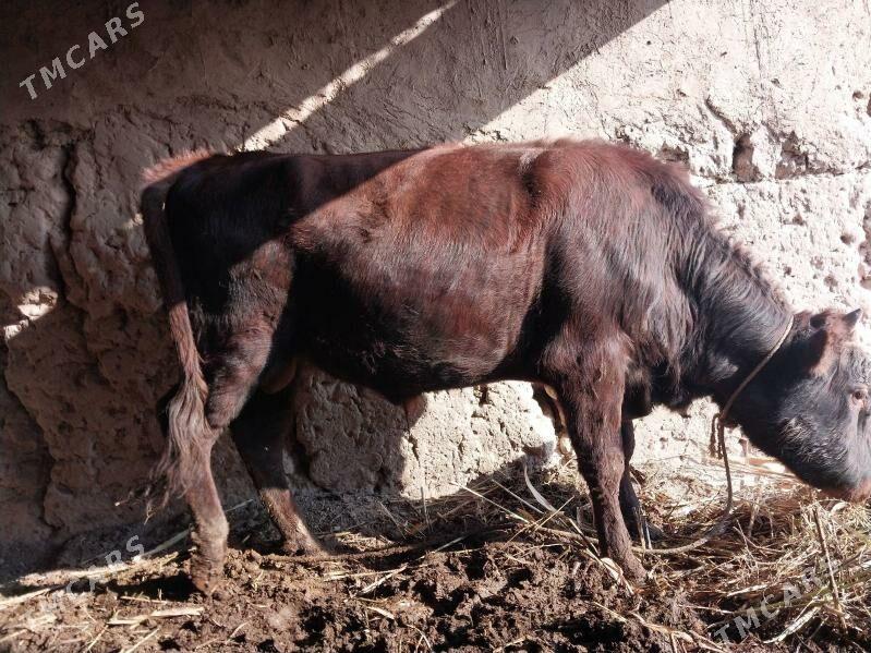 Öküz - етр. Туркменбаши - img 1