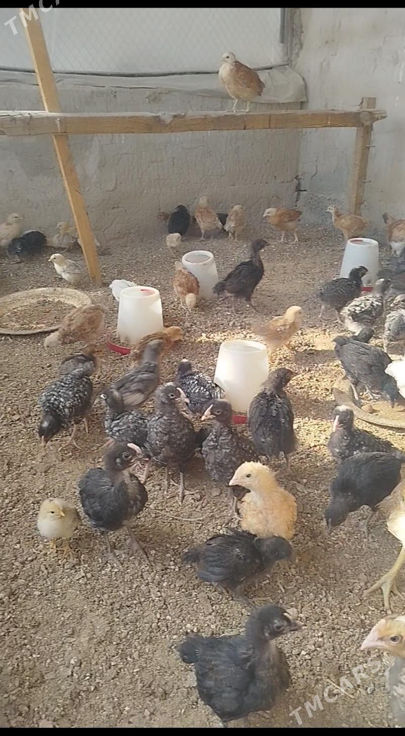 juje broyler daminat - Herrikgala - img 3