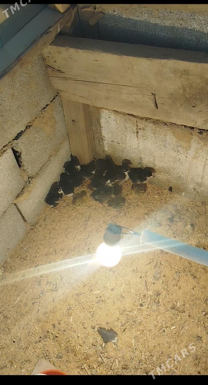 juje broyler daminat - Herrikgala - img 5