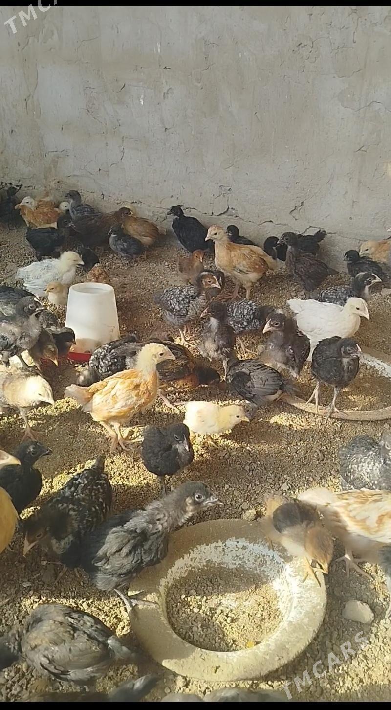 juje broyler daminat - Herrikgala - img 4