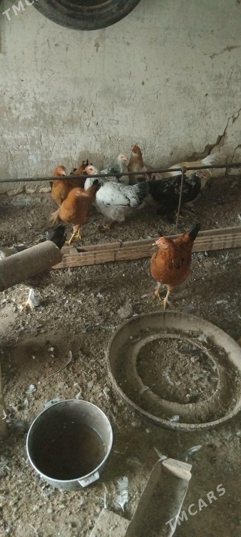 Horoz - Mary - img 2