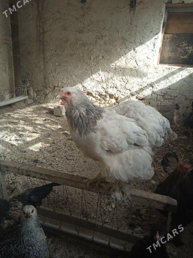 arginal brama - Balkanabat - img 2