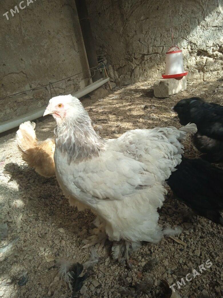 arginal brama - Balkanabat - img 1